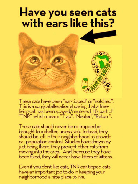 The Mystery Behind Cat Ears – Small Cat Advocacy and Research (SCAR)
